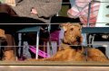 IMG_9186 copy